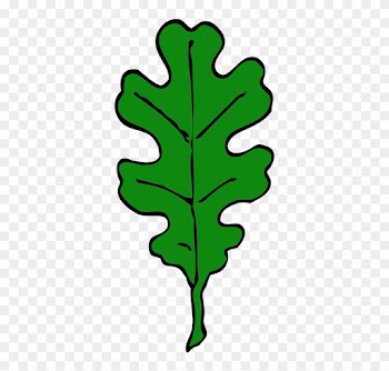 Oak Leaf Green Leaf Tree Leaves Oak Autumn Maple - Oak Leaf Outline