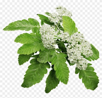 Oak Leaf Mountain Ash - Oak Mountain Ash