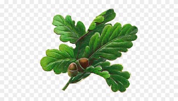 Oak Leaf - Oak Tree Leaves Png