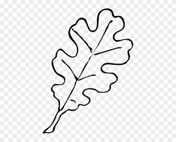 Oak Leaf Outline Clip Art - Oak Tree Leaf Drawing