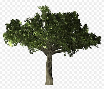 Oak Leaf Pictures 25, Buy Clip Art - Arbol Laurel Png