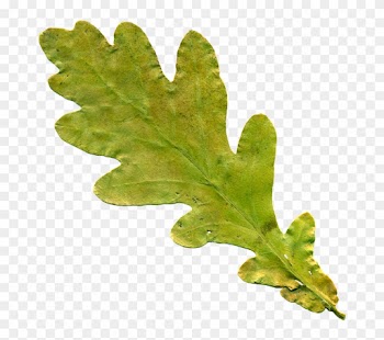 Oak Leaf Pictures - Oak