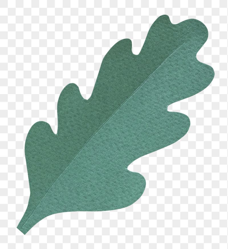 Oak leaf png sticker, transparent | Free PNG - rawpixel