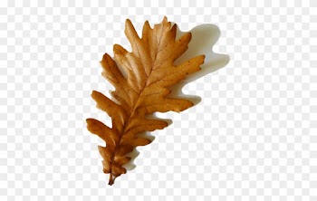 Oak Leaf With Shadow - Autumn Leaf With Shadow