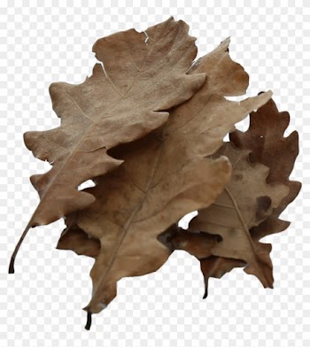 Oak Leaves - 10g - Oak Leaf Cluster