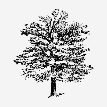 Oak tree hand drawn illustration. | Free Photo - rawpixel