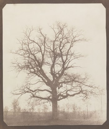 Oak Tree in Winter | Free Photo - rawpixel