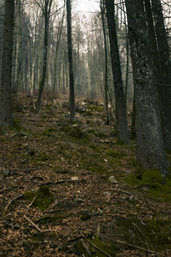 Oak Tree Lot