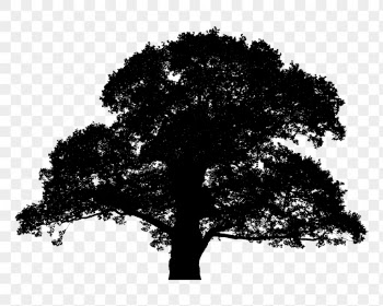 Oak tree png sticker botanical | Free PNG - rawpixel