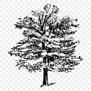 Oak tree png sticker vintage | Free PNG - rawpixel