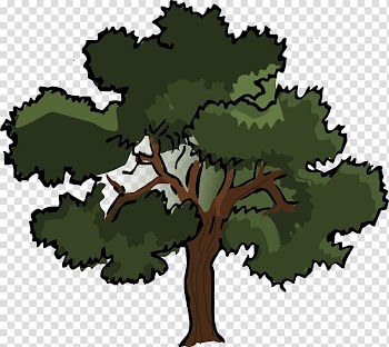 Oak Tree , Public-Domain Tree transparent background PNG clipart
