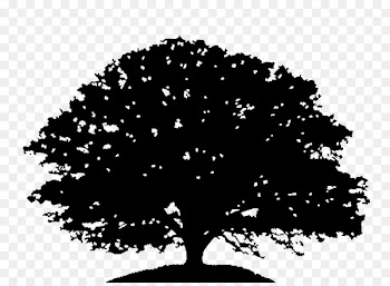 Oak Tree Silhouette Drawing Clip art - oak 