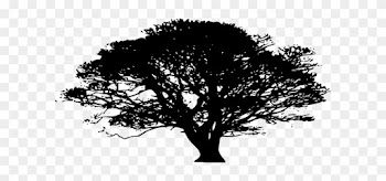 Oak Tree Silhouette Png