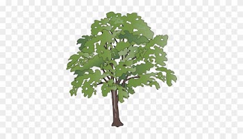 Oak Tree Vector Illustration - Transparent Background Tree Png