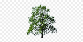 Oak Trees