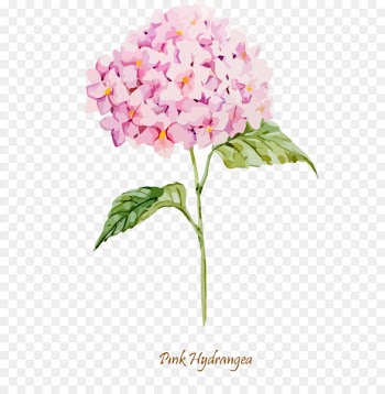 Oakleaf hydrangea Euclidean vector Clip art - Watercolor hydrangea vector material 