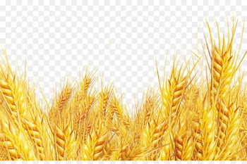 Oat bran Emmer Durum - Golden wheat oat wheat 