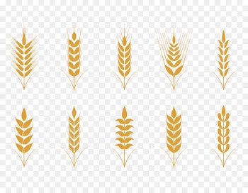 Oat Cereal Wheat Icon - Vector simple flat golden wheat pattern 