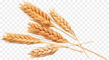 Oat Pasta Ear Durum Emmer - ear 