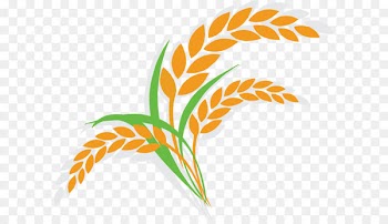 Oat Wheat Shutterstock Illustration - Cartoon rice Icon 