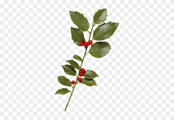 Çoban Püskülü Bitkisi Png Resimleri, Çoban Püskülü - Leaf