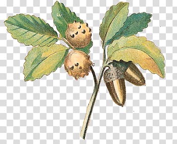 Objection , brown fruit illustration transparent background PNG clipart