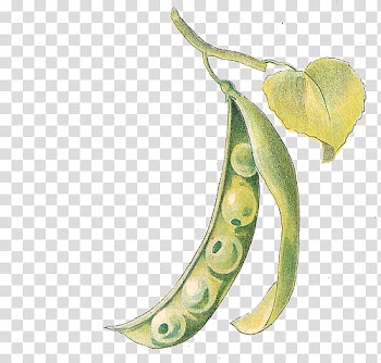 Objection , green vegetable illustration transparent background PNG clipart