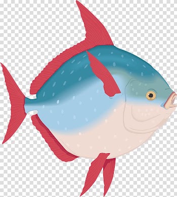 Ocean sunfish Animal Malayalam, fish transparent background PNG clipart