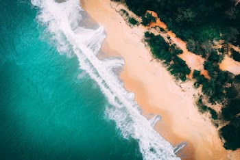 Ocean Waves Near Trees