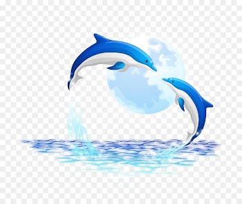 Oceanic dolphin - dolphin 