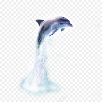 Oceanic dolphin Whale - dolphin 
