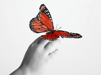 Oceanside Hospice Society | Butterflies & Memories