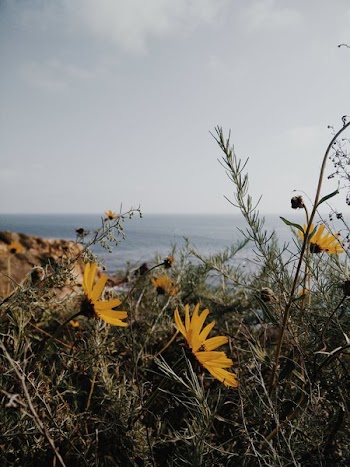 Oceanside Wildflowers
