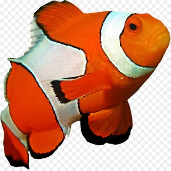 Ocellaris clownfish Coral reef Sea anemone - watercolor birds 