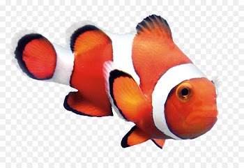 Ocellaris clownfish Orange clownfish Goldfish - others 