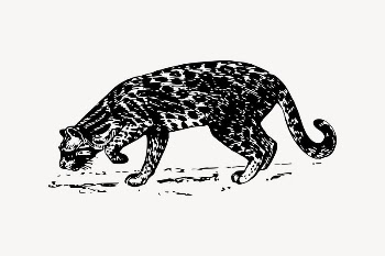 Ocelot drawing, vintage animal illustration | Free Vector Illustration - rawpixel