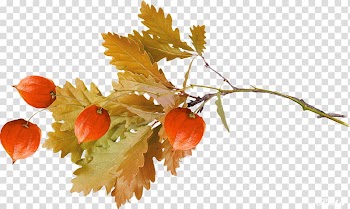October Autumn Auglis, autumn transparent background PNG clipart