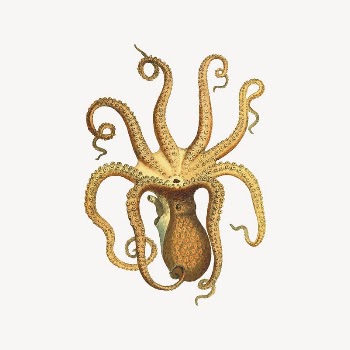 Octopus collage element, sea animal | Free Vector Illustration - rawpixel