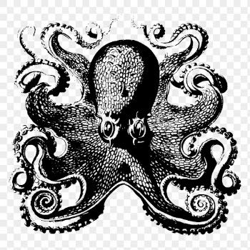 Octopus drawing png clipart, vintage | Free PNG - rawpixel