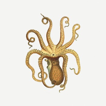 Octopus drawing, sea animal illustration | Free PSD Illustration - rawpixel