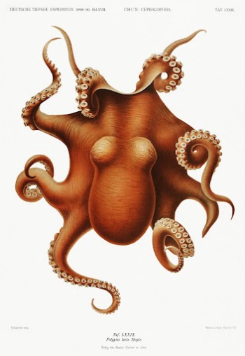 Octopus illlustration from Deutschen Tiefsee-Expedition, | Free Photo Illustration - rawpixel