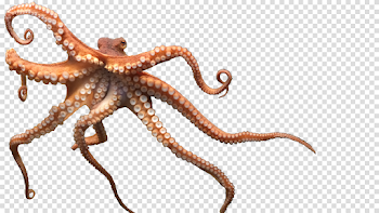 Octopus PNG Transparent Free Images | PNG Only