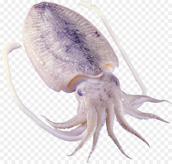 Octopus Squid as food Cephalopod Sepiidae - shrimps 