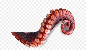 Octopus Squid Jellyfish Tentacle Polyp - octopus Tentacles 