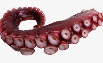 Octopus Tentacles, Octopus Clipart, Octopus Foot, Cut Off PNG Image ...