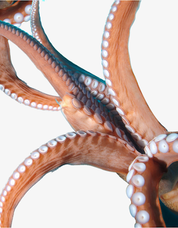 Octopus Tentacles, Octopus Clipart, Octopus Foot, Octopus PNG Image ...