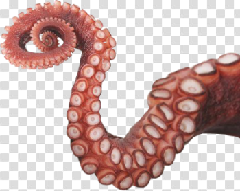 Octopus Tentacles PNG Photos - DLPNG.com