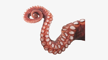 Octopus Tentacles Png Photos - Octopus Tentacles PNG Image ...