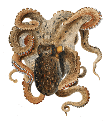 Octopus vulgaris | Free Photo - rawpixel