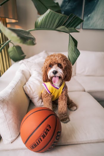 Odie (@odiethecavapoo) reppin' the Lakers!